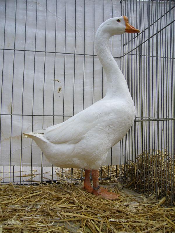 Hannover 2008 157.jpg - Höckergans weiss Hermann Aechtner Preis V 97 BB